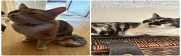 Mixed Breed cats for sale: Two adult cats for sale  - Advert 1