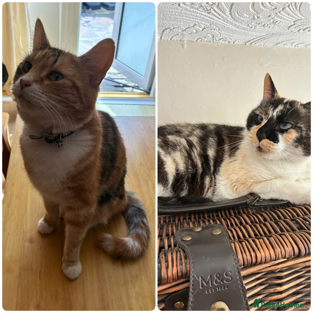 Mixed Breed cats for sale: Two adult cats for sale  - Advert 1