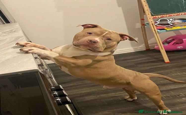 American Bully dogs - Advert 1