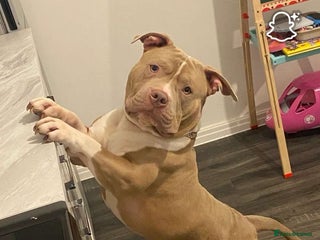 American Bully dogs - Advert 14