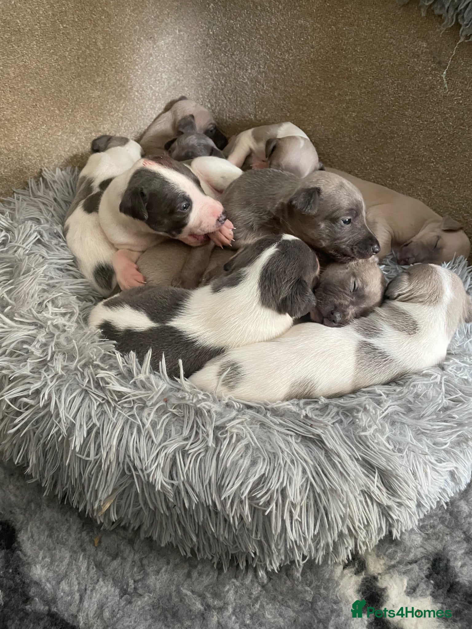 Whippet dogs Whippet Puppies for sale  - Advert 6