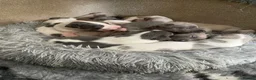 Whippet dogs for sale: Whippet Puppies for sale  - Advert 4
