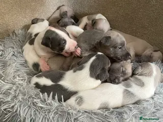 Whippet dogs Whippet Puppies for sale - Advert 5