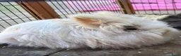 Mixed Breed rabbits for sale: 1 boy 1 girl - Advert 3