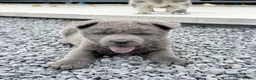 Chow Chow dogs for sale: Stunning exotic colour chowski puppies for sale  - Advert 31
