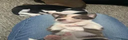 Mixed Breed dogs for sale: Beautiful bull lurcher pups  in Barnstaple - Advert 9