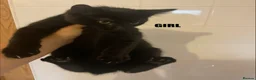 Maine Coon cats for sale: Maine coon cross kittens  - Advert 5