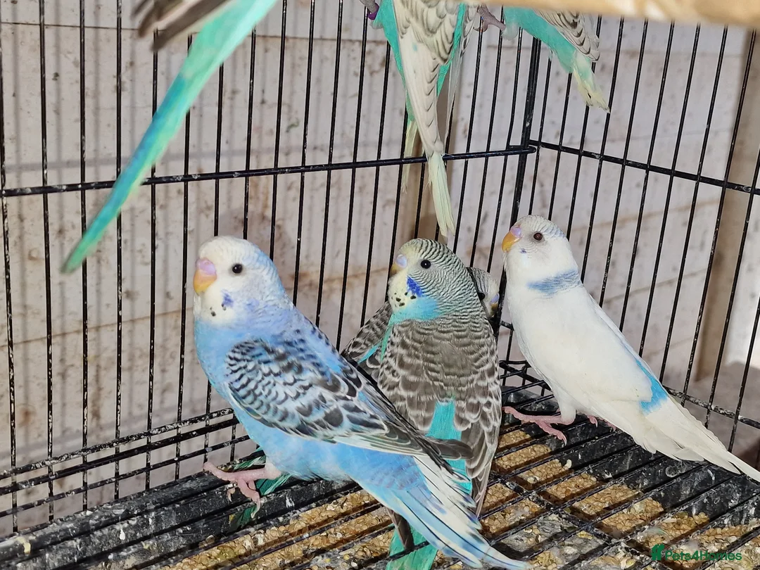Budgerigars birds for sale: Super silly hand tamed baby budgies  - Advert 2