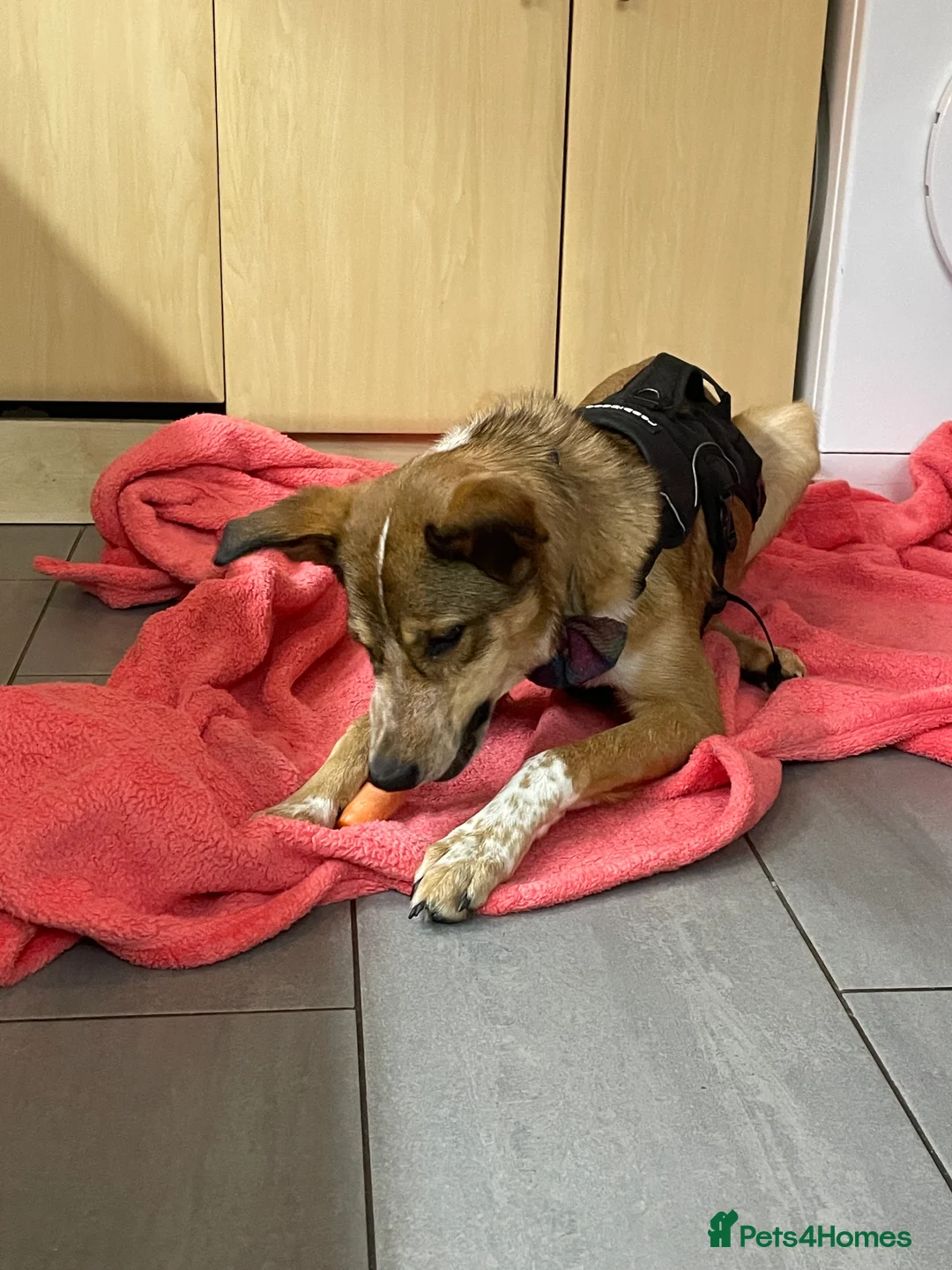 Mixed Breed dogs for sale: Beautiful mixed breed boy - Marley (rehome) - Advert 7