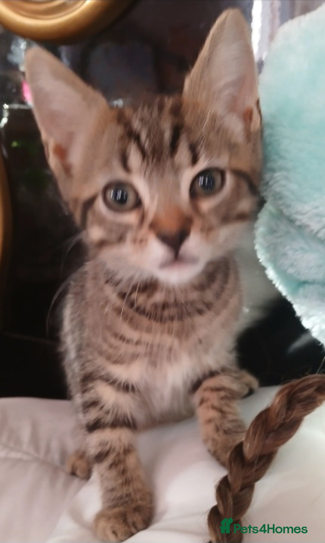 Mixed Breed cats for sale: Bengal kittens very healthy male femal - Image 14