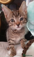Mixed Breed cats - Advert 11