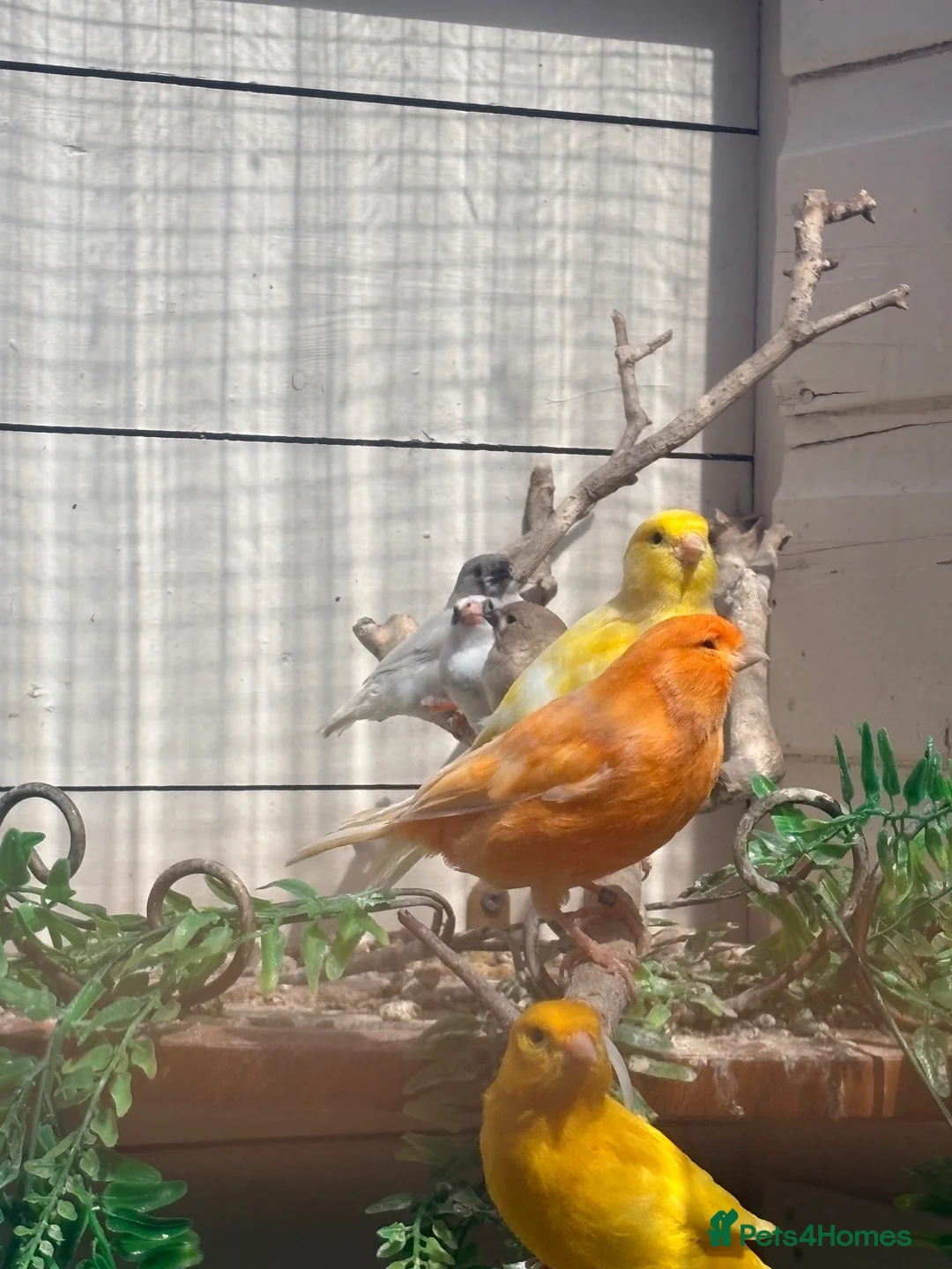 Mixed Breed birds for sale: Mixed avrariy  - Advert 4