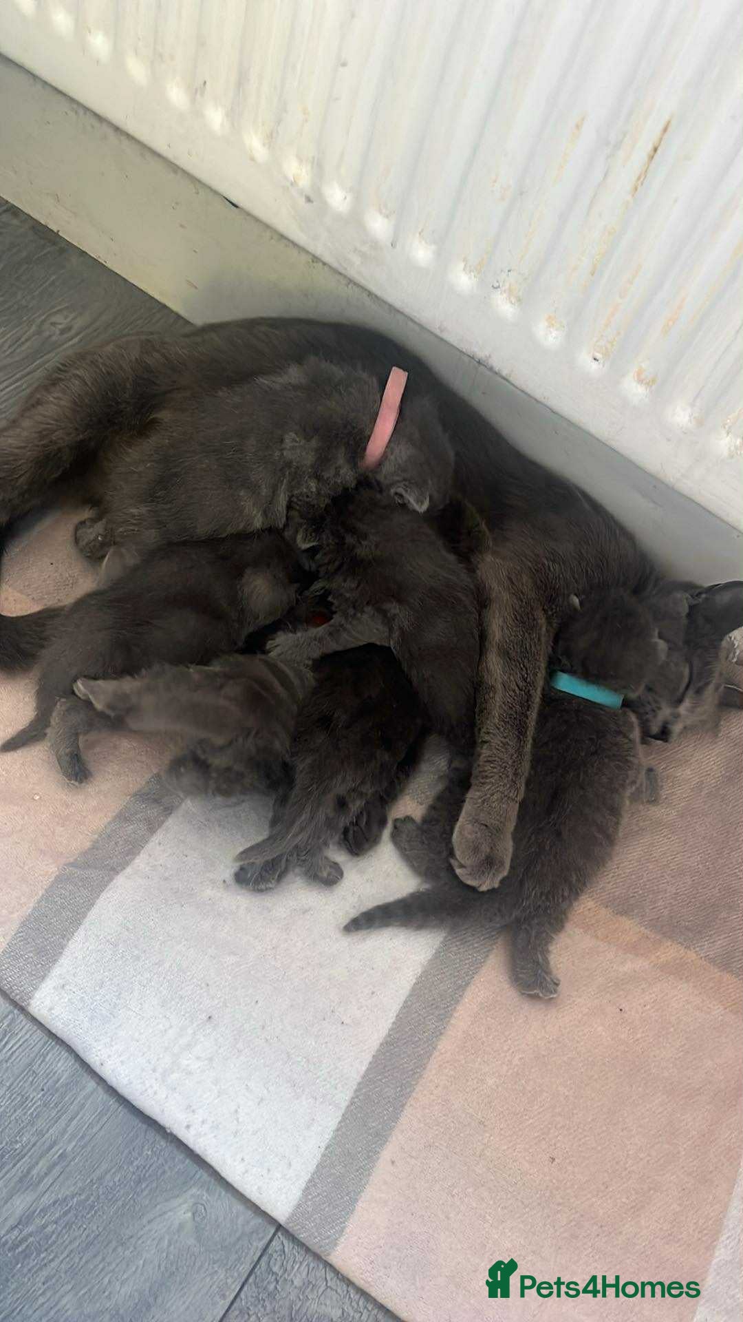 Mixed Breed cats for sale: Beautiful grey kittens  - Image 1