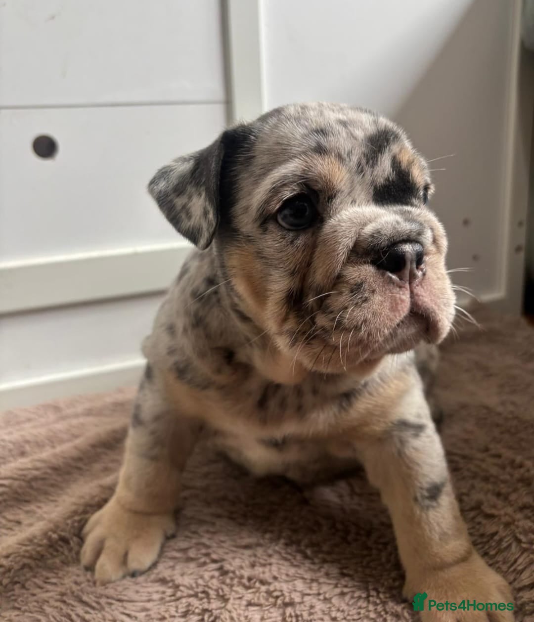 English Bulldog dogs for sale: Beautiful English Bulldog Puppies - Image 11