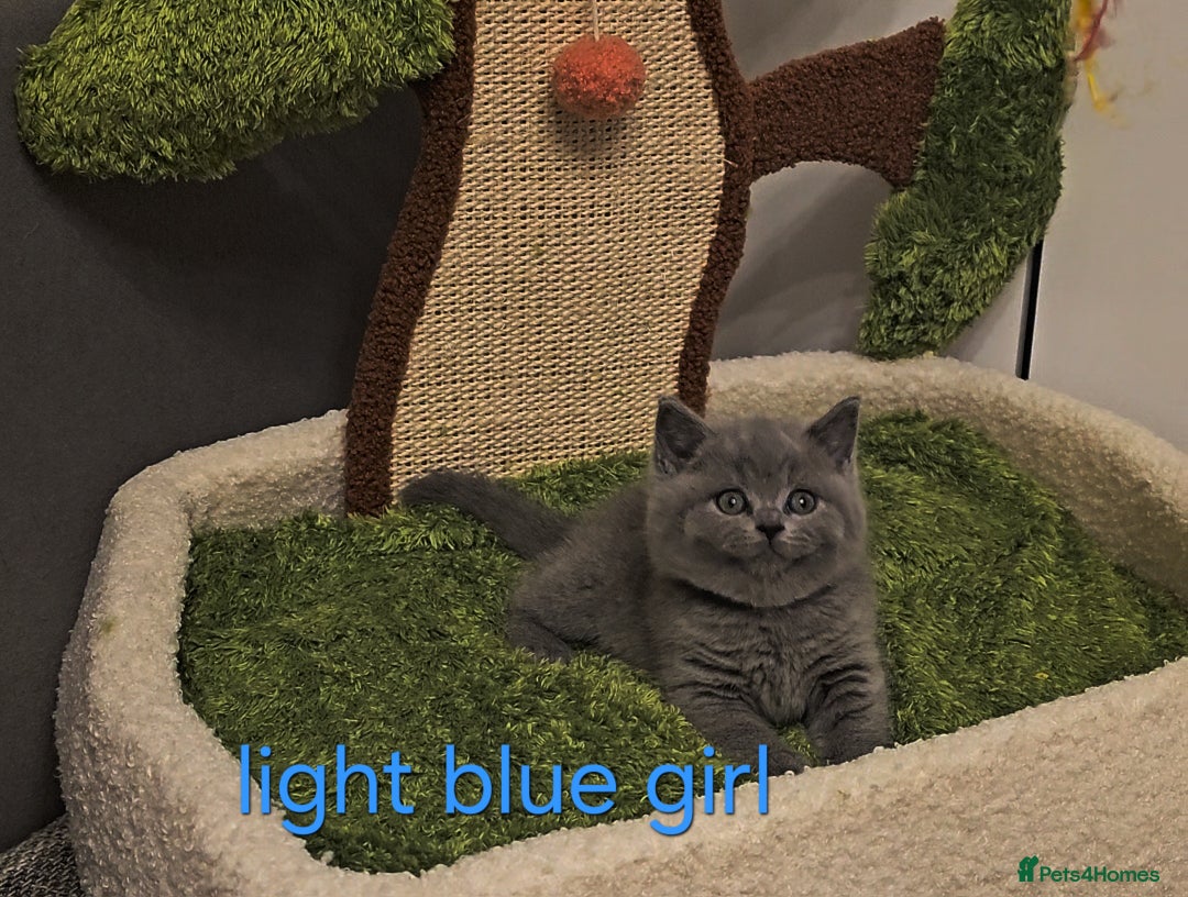 British Shorthair cats for sale: British Shorthair kitten's, GCCF pedigree - Advert 10