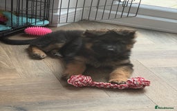 German Shepherd dogs for sale: German Shepherd  - Image 5