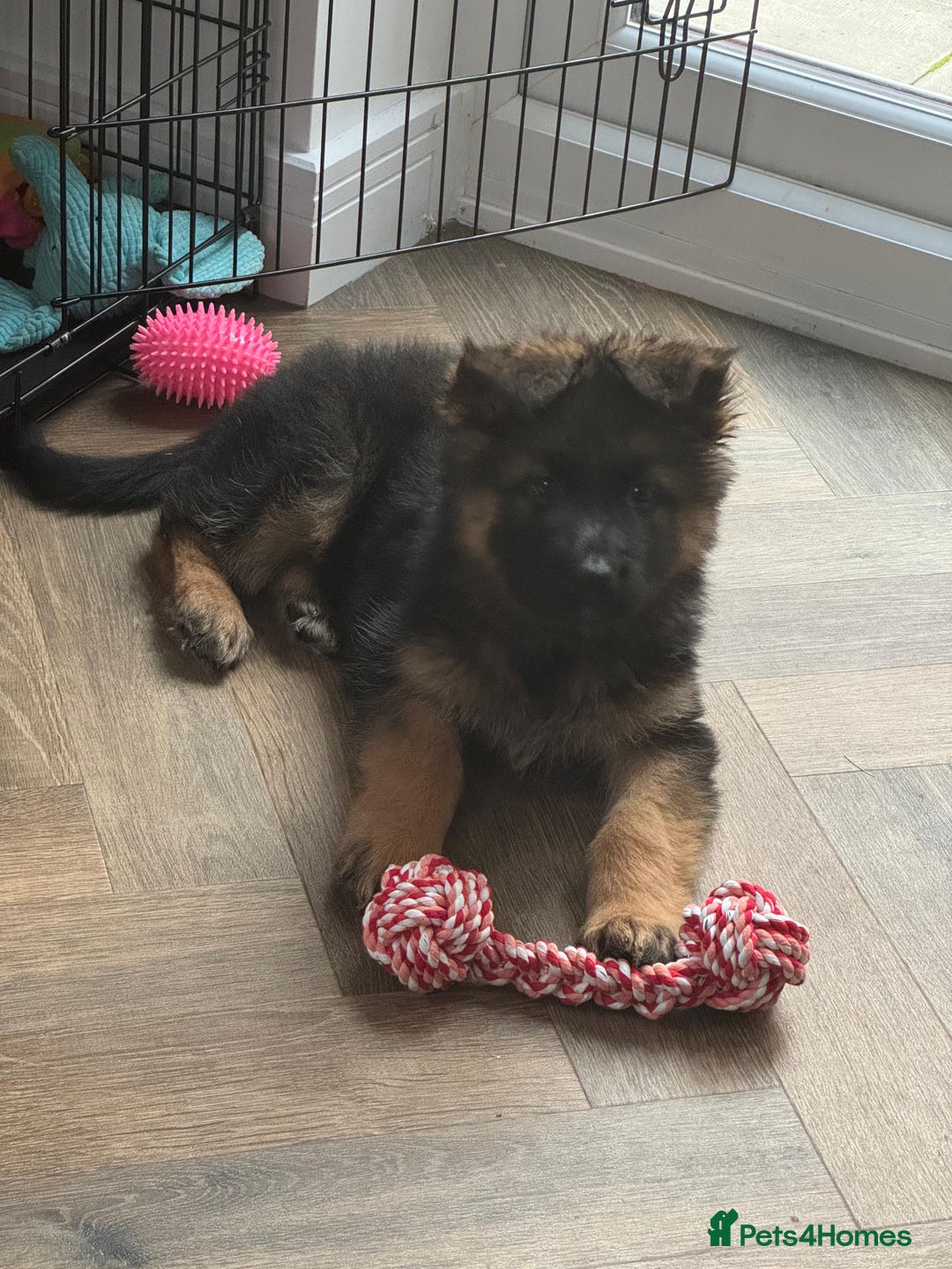 German Shepherd dogs for sale: German Shepherd  - Image 5