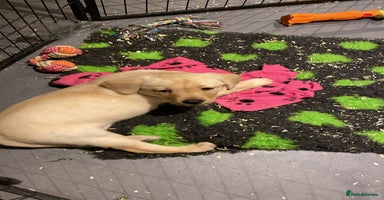 Labrador Retriever dogs - Advert 4