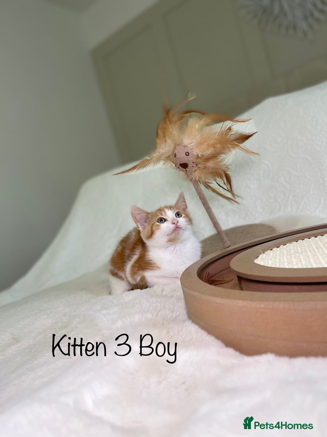 Mixed Breed cats for sale: Kittens 8 weeks old ready now  - Advert 10