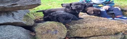 Cocker Spaniel dogs for sale: Cocker Spaniel puppies working line - Advert 6