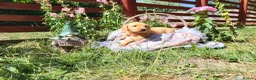 Springador dogs for sale: 6 beautiful springador Puppies fo4 sale - Advert 16