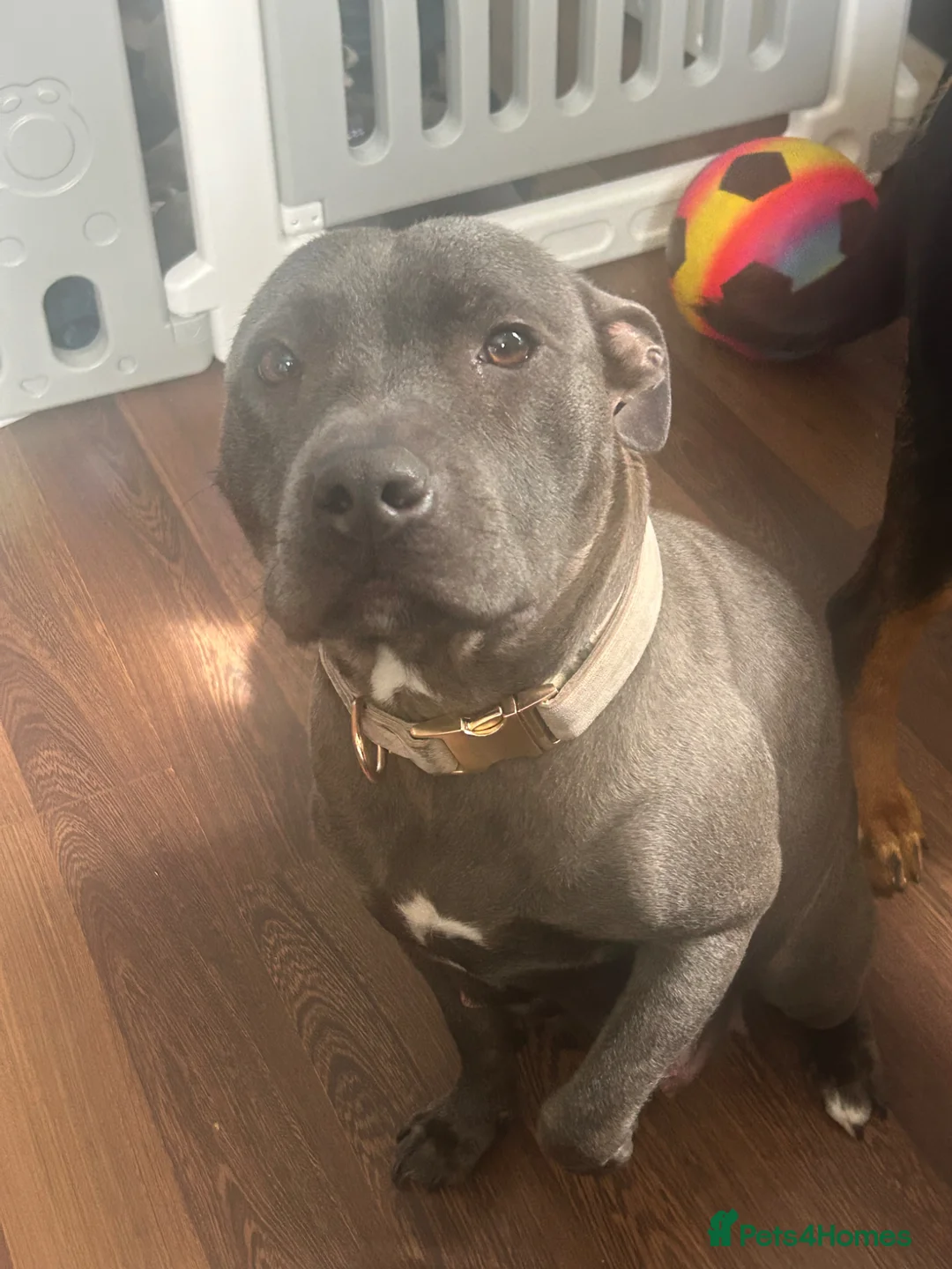 Staffordshire Bull Terrier dogs for sale: 3 male staffys kc reg - Advert 2