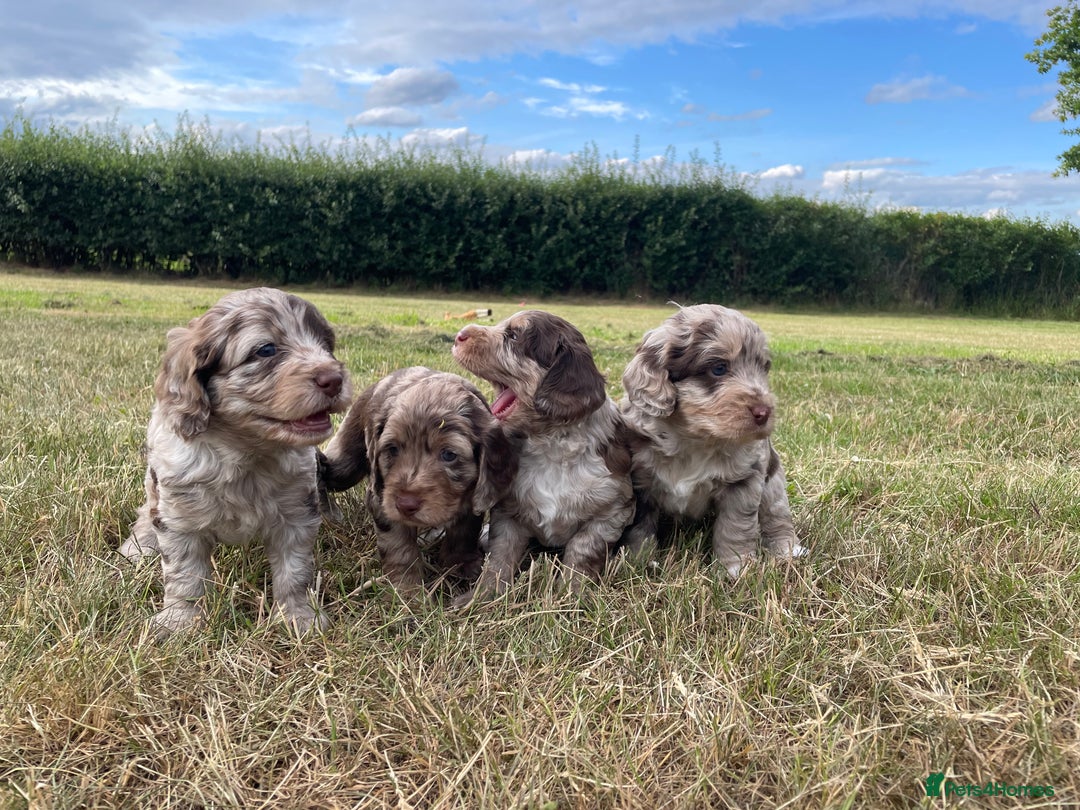 Sproodle dogs for sale: Sproodle Puppy 3 - 💥 Rare Gorgeous Chocolate Merle Sproodles 🐶 - Image 17