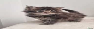 Maine Coon Kitten 3