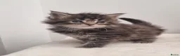Maine Coon cats for sale: GCCF registered pedigree Maine Coon Kittens  - Advert 19