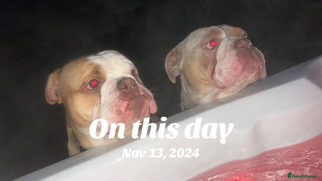 English Bulldog dogs for sale: English bully  - Advert 2