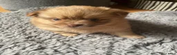 Pomchi dogs for sale: Pomeranian x pups  in Camberley - Advert 12