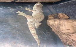 Gecko reptiles for sale: Trio of Mainland chahoua mossy geckos - Image 6