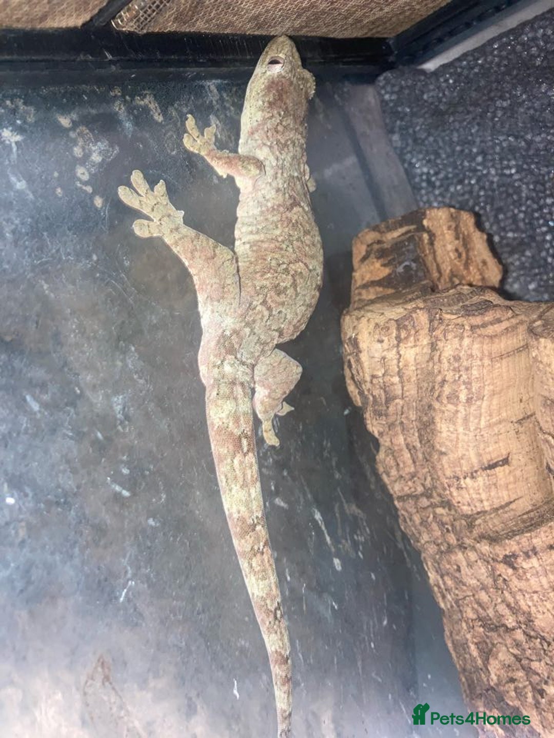 Gecko reptiles for sale: Trio of Mainland chahoua mossy geckos - Image 6
