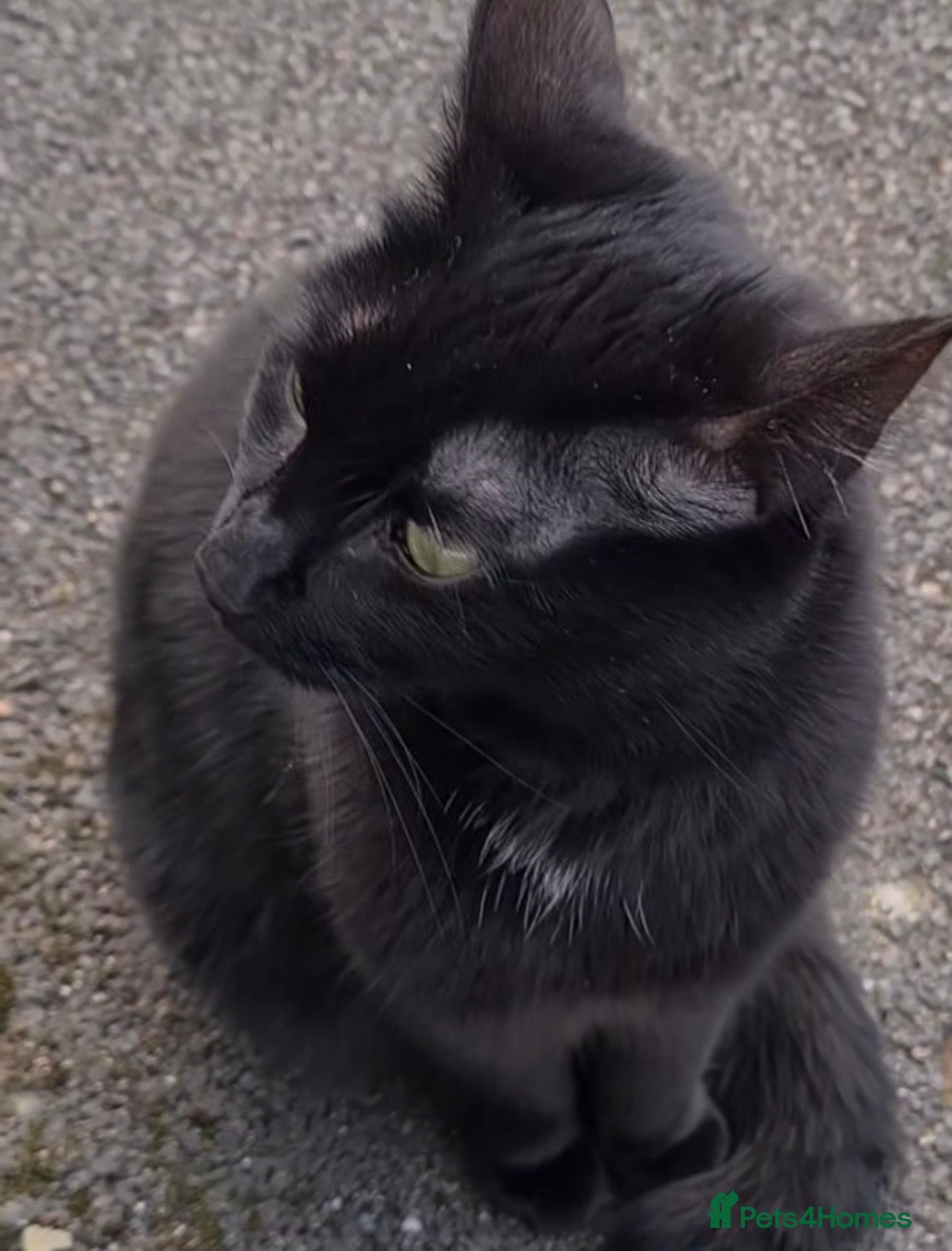 Bombay cats Black beauties🧡 - Advert 2