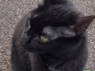 Bombay cats Black beauties🧡 - Advert 2