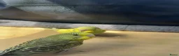 Budgerigars birds for sale: 2 x Budgies with full set up - Advert 4