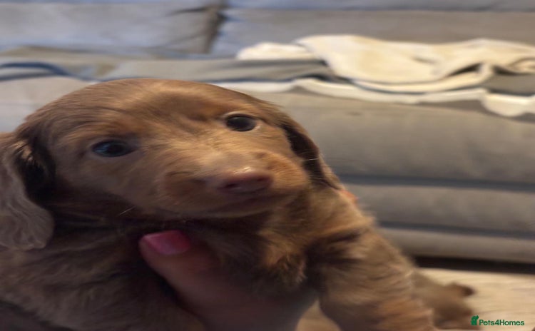 Miniature Dachshund dogs - Advert 1