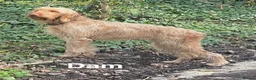 Hungarian Vizsla dogs for sale: Hungarian WIREHAIRED VIZSLA puppies KC reg'd  - Advert 6