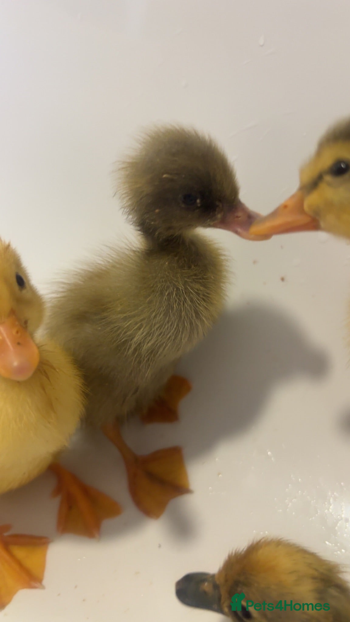 Ducks poultry 4 unsexed runner ducklings  - Advert 3