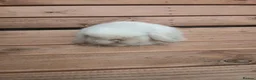 Mini Lop rabbits for sale: Purebred mini lop babies - Advert 5