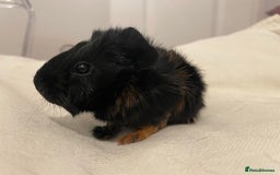 Guinea Pig rodents for sale: Baby Guinea Pig Boars - Image 12
