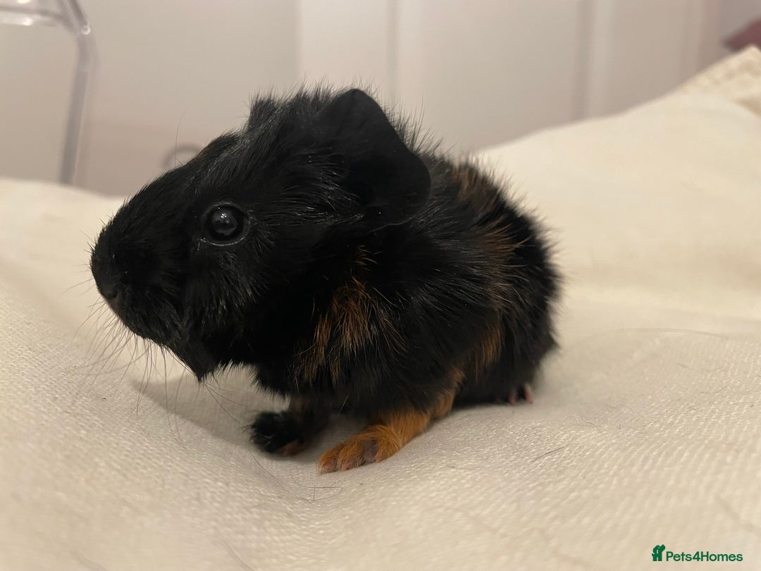Guinea Pig rodents for sale: Baby Guinea Pig Boars - Image 12