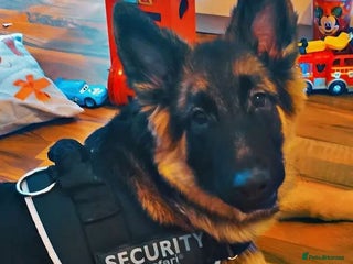 German Shepherd dogs for sale: German shepherd Wolfie - Advert 1