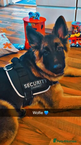 German Shepherd dogs German shepherd Wolfie - Advert 9