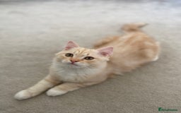 Siberian cats for sale: ✨ Siberian Kitten (ready for her new home now) ✨ - Image 2