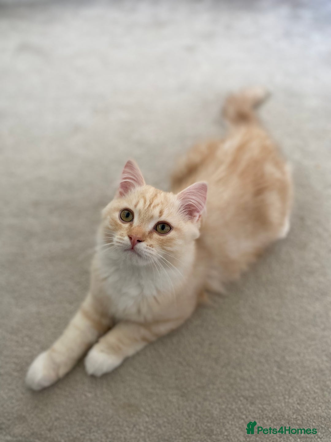 Siberian cats for sale: ✨ Siberian Kitten (ready for her new home now) ✨ - Image 2