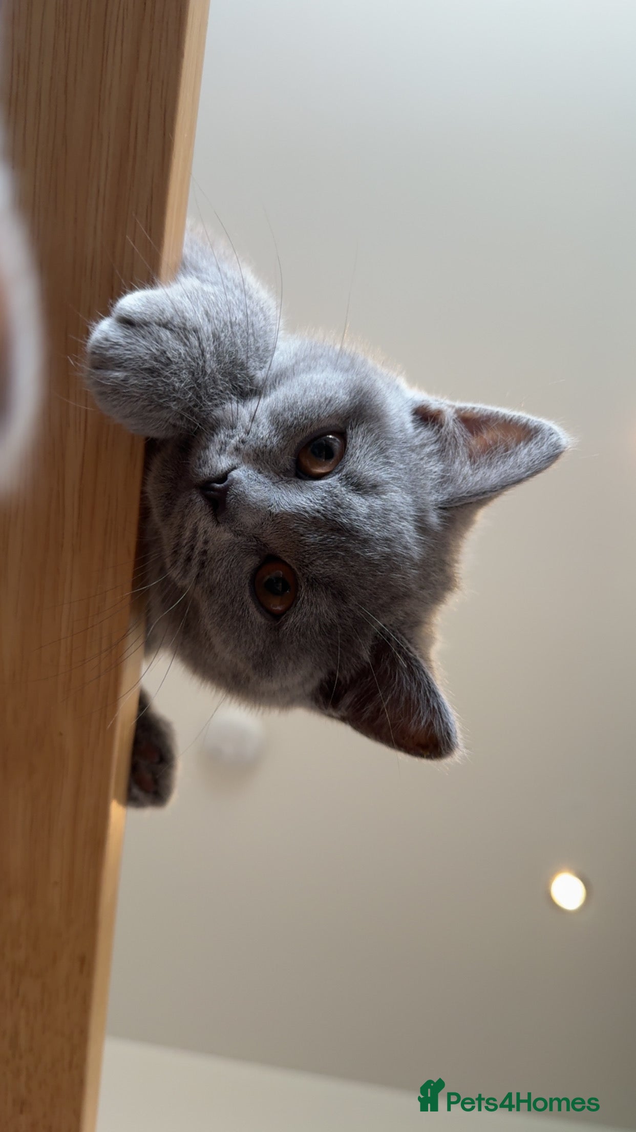 British Shorthair cats Adorable British Shorthair Kittens Family-Friendly - Advert 17