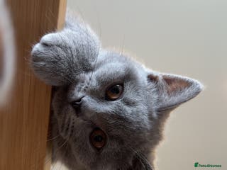 British Shorthair cats Adorable British Shorthair Kittens Family-Friendly - Advert 9