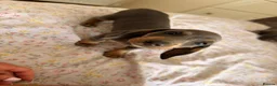Miniature Dachshund dogs for sale:  Adorable Dachshund Puppies 🐶  - Advert 4