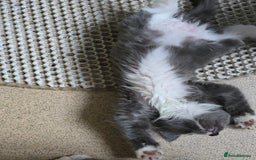 Mixed Breed cats for sale: Kittens 3 boys  - Image 13